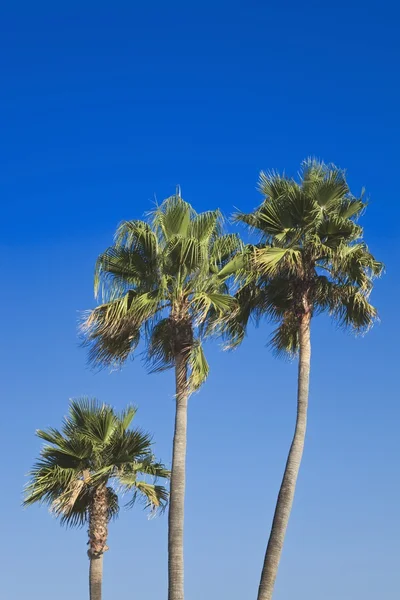 Three Palm Trees — Stock Photo, Image