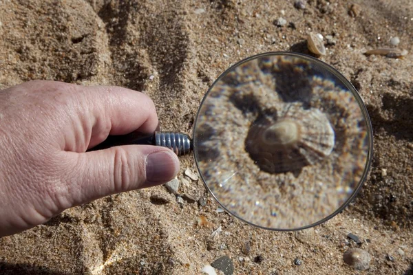 Seashell sett genom ett förstoringsglas — Stockfoto