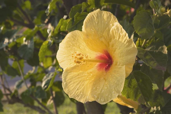 Trópusi virág, maui, hawaii, Amerikai Egyesült Államok — Stock Fotó