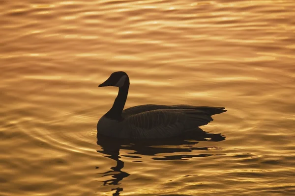 鸭在日落时的剪影 — 图库照片