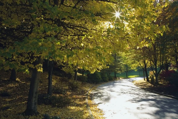 Cesta mezi podzimní stromy — Stock fotografie