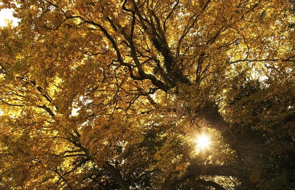 Sol brillando a través de hojas doradas en un árbol —  Fotos de Stock