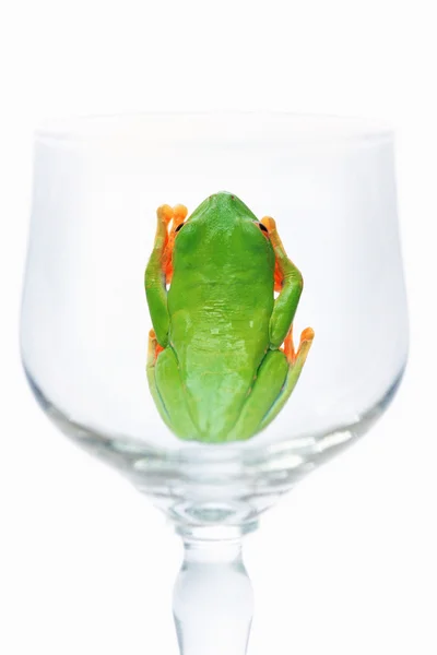 Red eyed tree frog in glas — Stockfoto