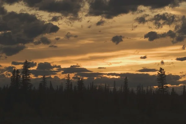 Silhouette Of Evergreen Trees At Sunset — Stock Photo, Image