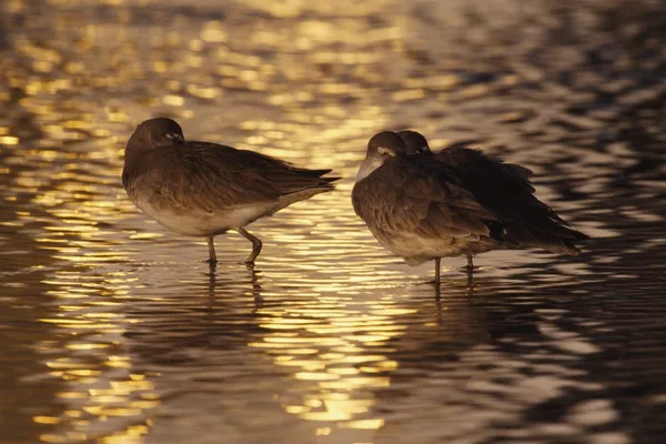 Willets (Tringa Semipalmata) Sleeping With Bills Tucked In At Sunset — Stock Photo, Image