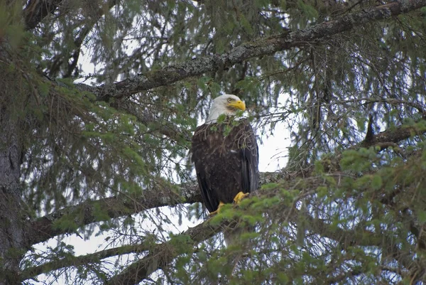 대머리 독수리 (haliaeetus leucocephalus) 분 지에 자리 잡고Faágon ülő kopasz sas (haliaeetus leucocephalus) — 스톡 사진