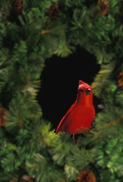 Kırmızı kuş ile Noel çelenk — Stok fotoğraf