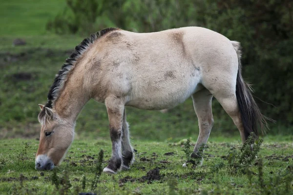 Norwegian Fjord Horse Grazing In A Field (en inglés). Northumberland, Inglaterra —  Fotos de Stock