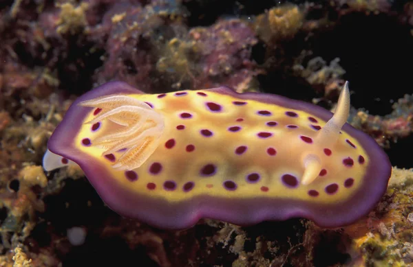 Nudibranch Malajsie Jižní Pacifik — 图库照片