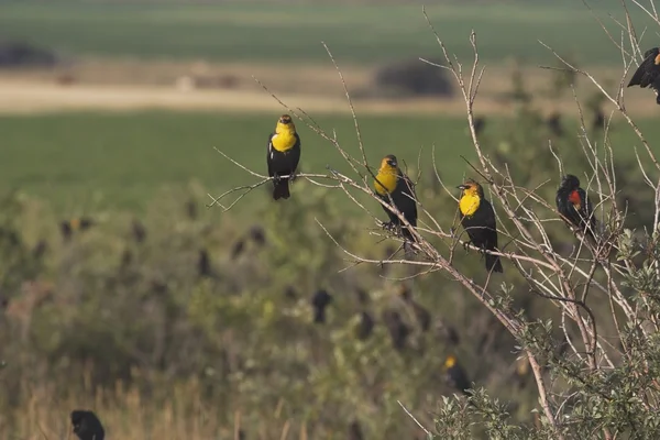 Три з капюшоном жовтий чорних птахів (chrysomus icterocephalus) на гілці чагарник — стокове фото