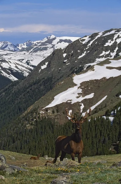 Alce (Cervus Canadensis) Em Tundra Alpina — Fotografia de Stock