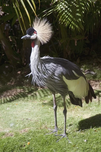 Ptak. Maui na Hawajach — Zdjęcie stockowe