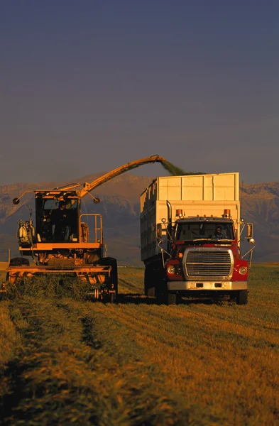 Combine And Truck Harvesting Crop Stock Photo