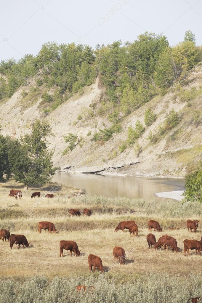 Cattle Grazing In A River Valley, Southern Alberta, Canada