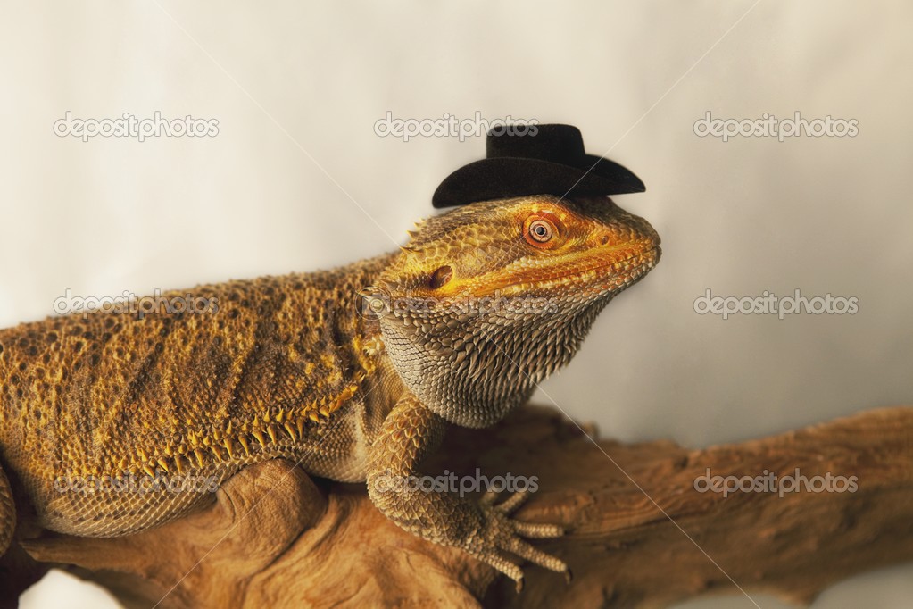Bearded dragon cowboy hat Lizard Wearing A Cowboy Hat — Stock Photo