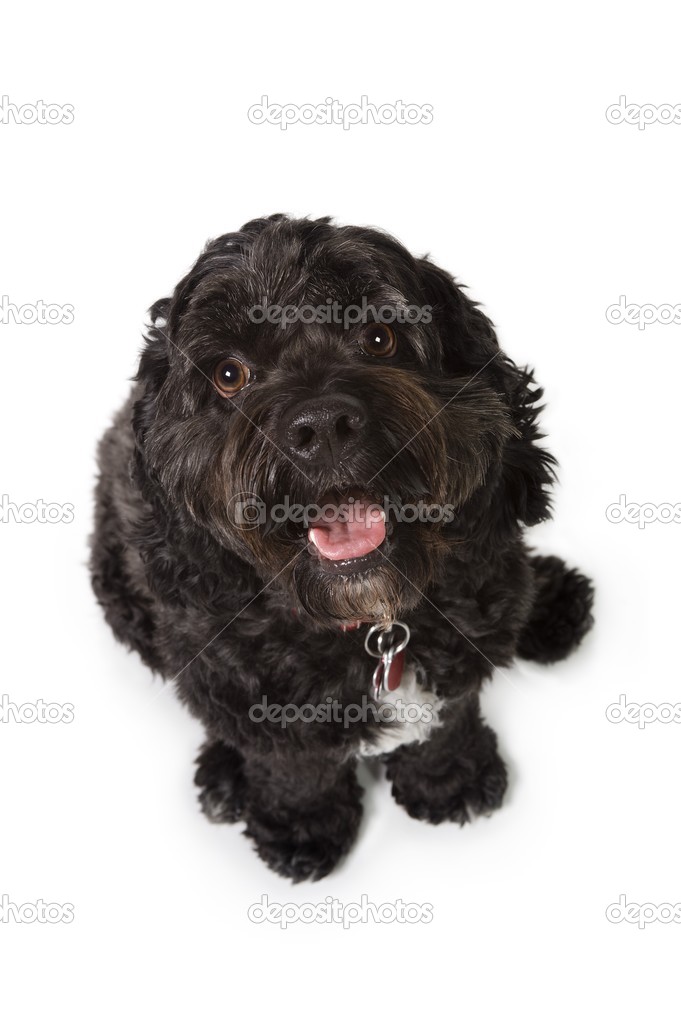 Bichon-Cocker Spaniel Dog