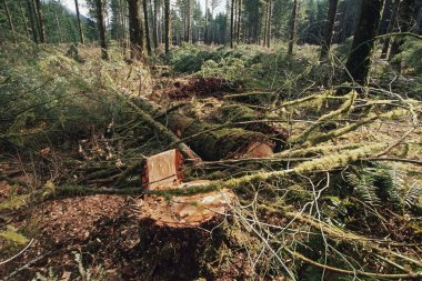 Stump And Slash In Logging Area clipart