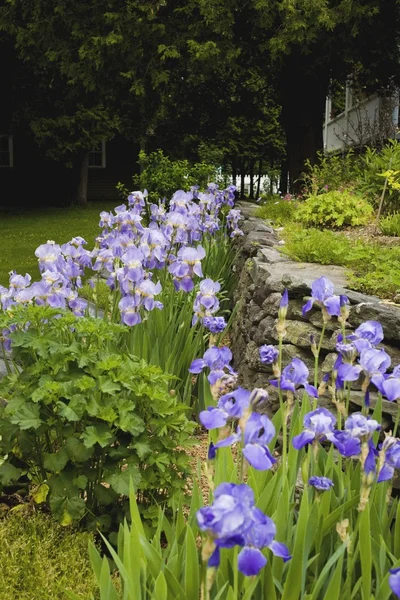 Iris bir Bahçe — Stok fotoğraf