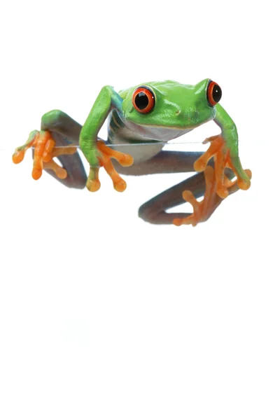 Kırmızı treefrog — Stok fotoğraf