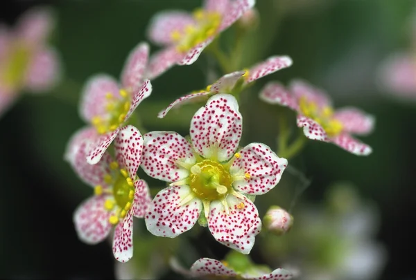 Fechar de flores brancas — Fotografia de Stock