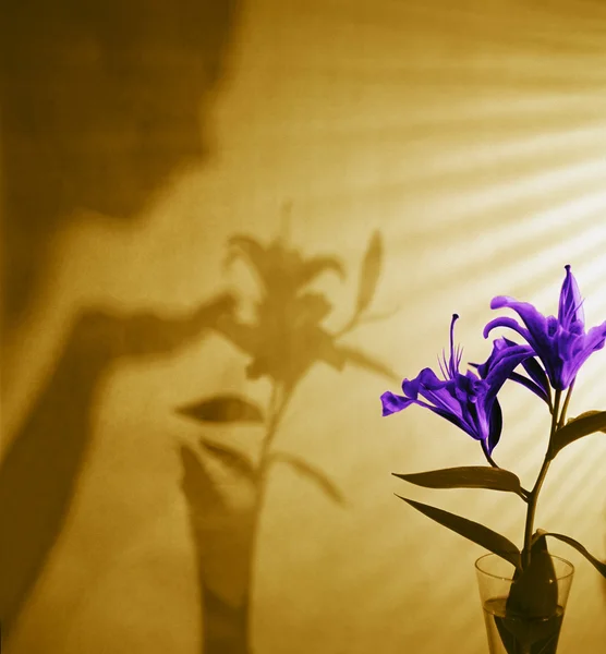Σκιά της γυναίκας με λουλούδι — Φωτογραφία Αρχείου