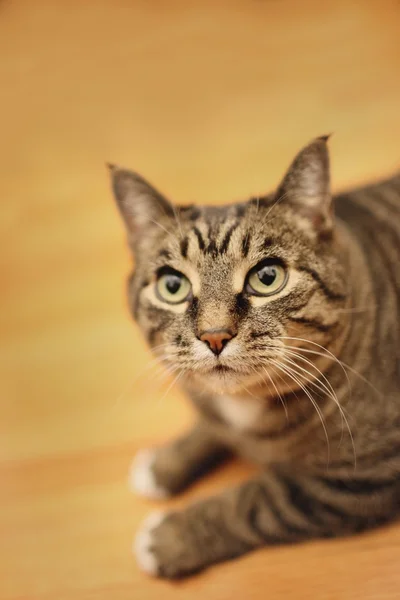 Porträt einer Katze — Stockfoto