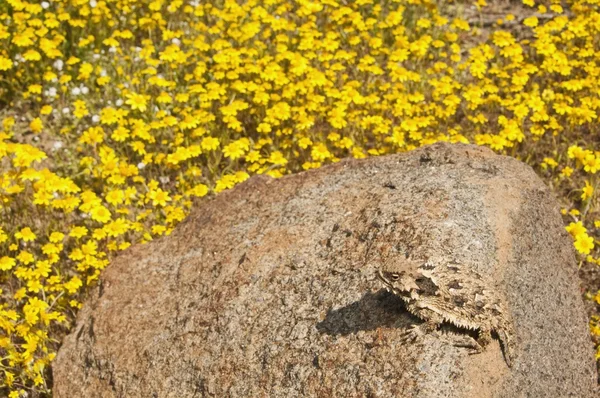 Small Coast Horned Lizard — Stock Photo, Image