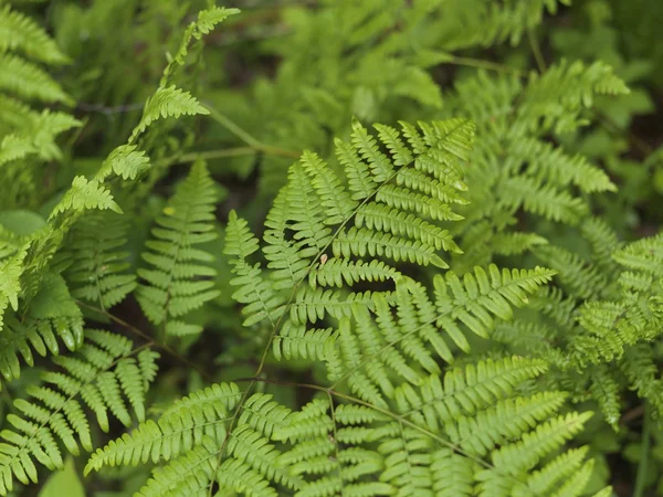 Fern Leaves — Stock Photo, Image