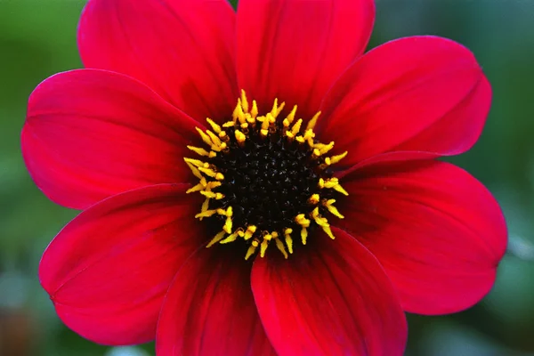 Flor roja — Foto de Stock