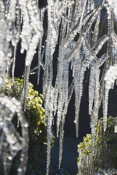 Primo piano Icicli — Foto Stock