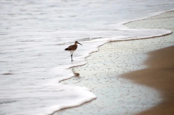 Pássaro na praia — Fotografia de Stock