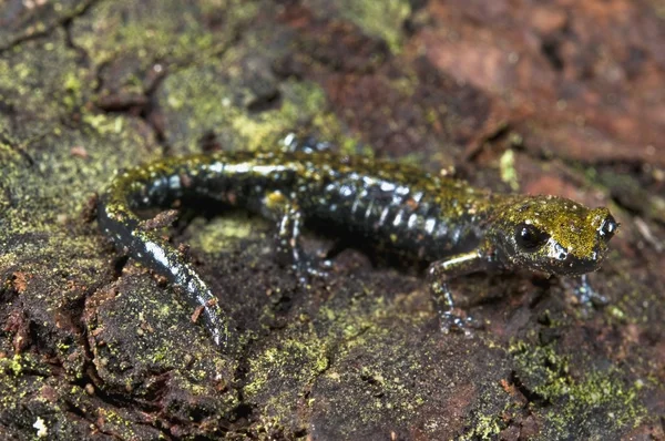 Juvenilní skvrnité černý mlok (aneides flavipunctatus flavipunctatus) — Stock fotografie