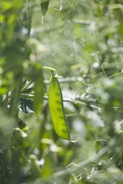 Vainas de guisantes verdes —  Fotos de Stock