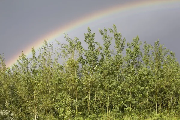 Regnbåge över en grupp av träd. Calgary, alberta, Kanada — Stockfoto