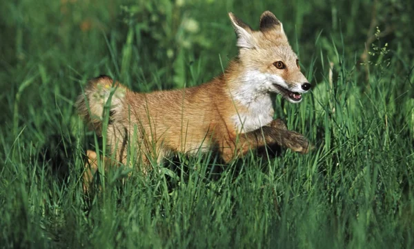 年轻红狐狸 （vulpes vulpes） 运行的草丛 — 图库照片