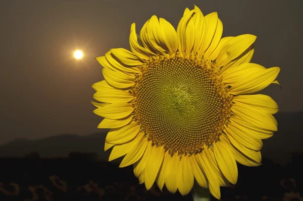 Zonnebloem — Stockfoto