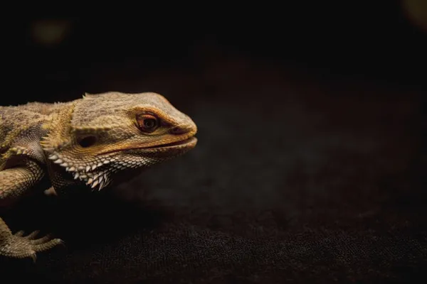 Close-up Lizard — Stock Photo, Image