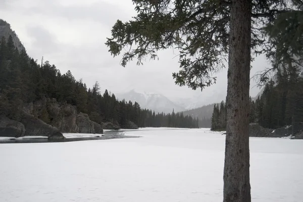 Winter Scene — Stock Photo, Image