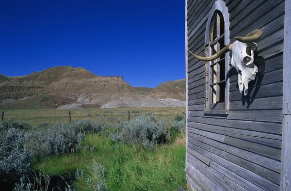 Cow Skull On Shack Wall — Stock Photo, Image