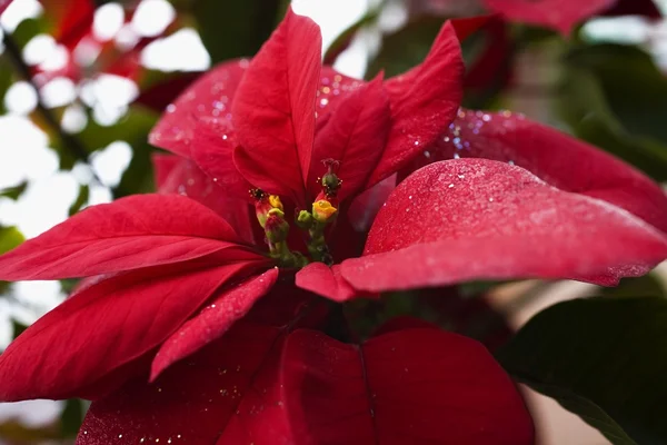 Bliska zakładu poinsettia — Zdjęcie stockowe