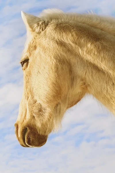 White Horse — Stock Photo, Image