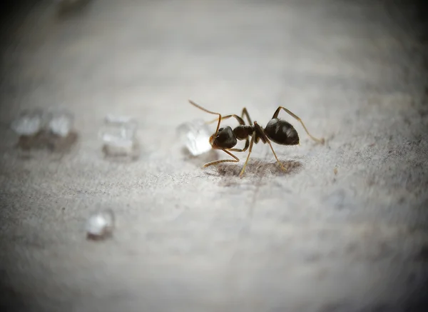 Sugar ant — Stock Photo, Image