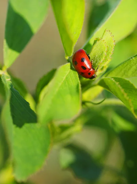 Mariquita. — Foto de Stock