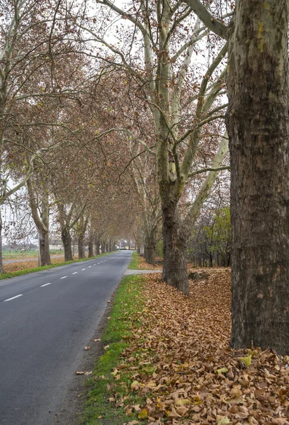 Herfst weg — Stockfoto