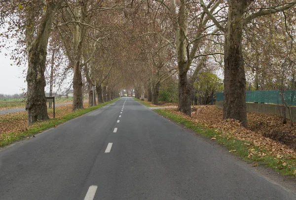 Sonbahar yol — Stok fotoğraf