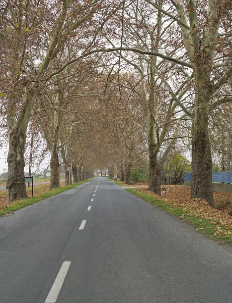 Sonbahar yol — Stok fotoğraf