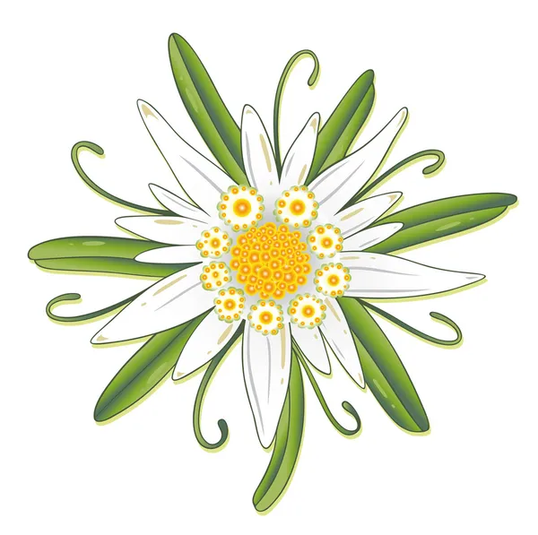 ᐈ Vector Stella Alpina Vettore Di Stock Immagini Edelweiss Scarica Su Depositphotos