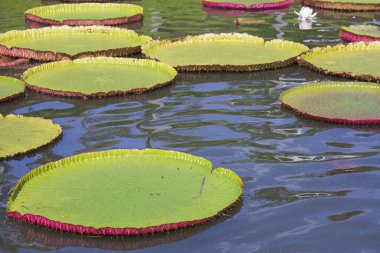 Victoria lotus yaprağı su yüzeyinde yüzen en büyük nilüfer çiçeğidir..