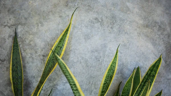 Γκρι Φόντο Τσιμέντου Διακοσμητικά Φυτά — Φωτογραφία Αρχείου