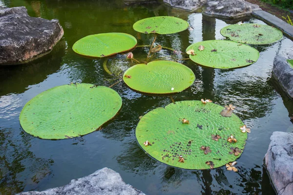 Victoria Hoja Loto Flor Loto Más Grande Que Flota Superficie — Foto de Stock